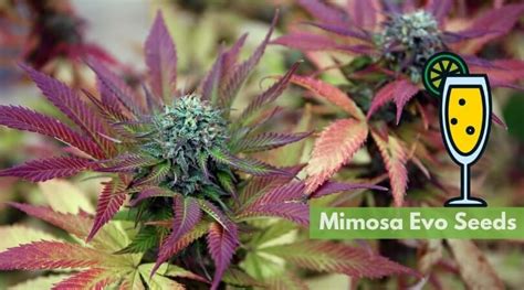 Wheres Best To Buy Mimosa Evo Seeds Online 10buds Seed Finder