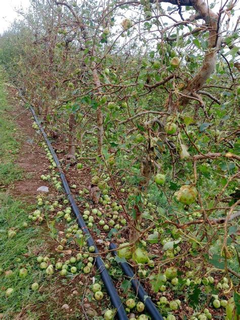 Maltempo Confagricoltura Fvg Danni A Vigneti E Seminativi Attorno All