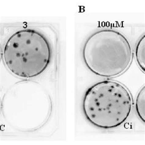 Focus Reduction Assay For 2n And Ribavirin Veroe6 Cells Were Infected Download Scientific