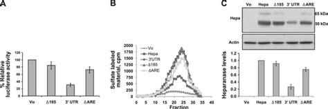 Posttranscriptional Regulation Of Heparanase Gene Expression By A