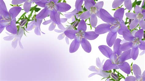 Lavender Flower Wallpaper (75+ images)