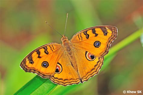 Butterflies of Singapore