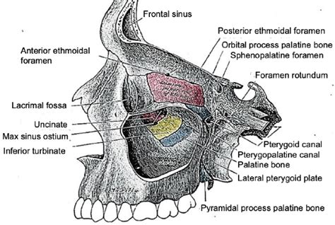 Posterior Ethmoidal Foramen