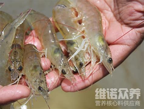 河虾的饲料是什么，虾饲料配方制作方法 知乎