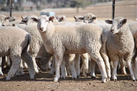 White Suffolk Cross Lambs Wellington Nsw Auctionsplus 141 Sept 18