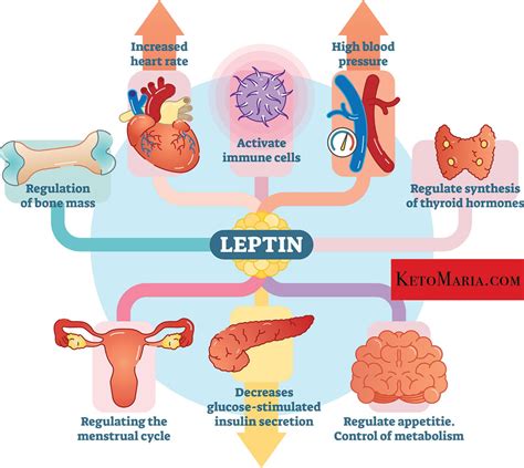 How To Diagnose Leptin Resistance Using Lab Tests Symptoms Artofit