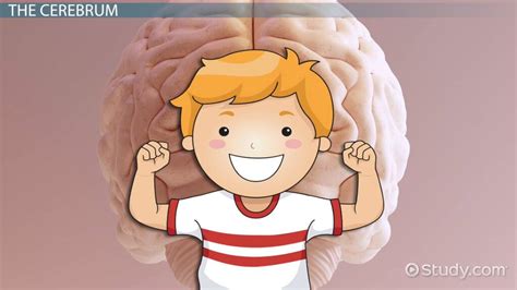 Human Brain Lesson For Kids Function And Diagram Lesson