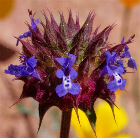 Salvia Columbariae Desert Chia Chia California Sage