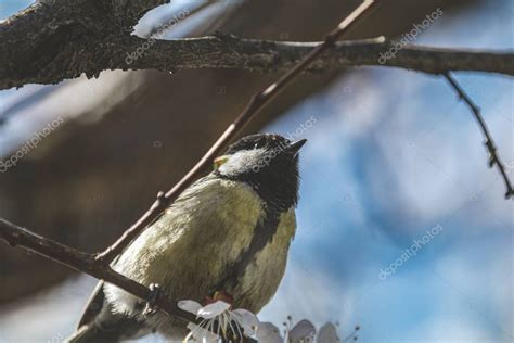 Gran teta Parus major en una rama en el parque de la ciudad en el día