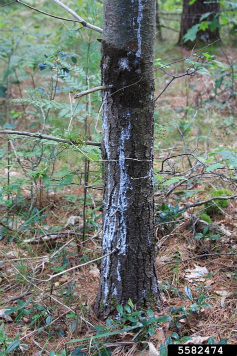 Caliciopsis Canker Caliciopsis Pinea Peck