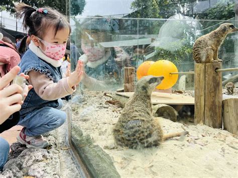 壽山動物園 連假期間12歲以下免費 中華日報中華新聞雲