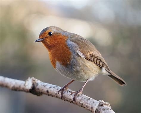 European Robin Wikipedia