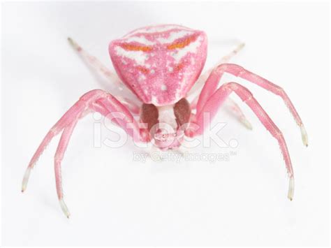 Pink Crab Spider 03 stock photos - FreeImages.com