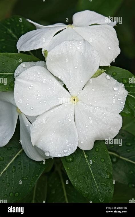 Madagascar Periwinkle Catharanthus Roseus Called Rosy Periwinkle