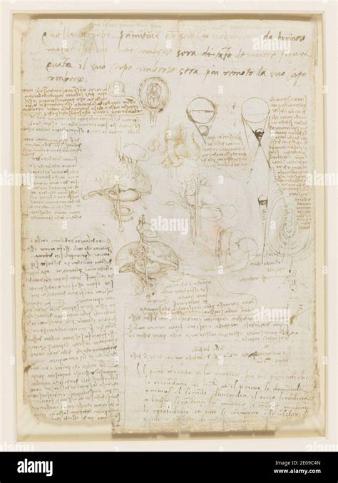 Leonardo da Vinci - Verso Notes on reproduction, with sketches of a fetus in utero, etc. c.1511 ...