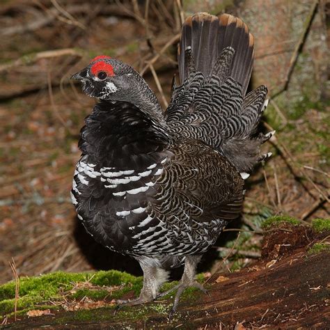 Spruce Grouse "Falcipennis canadensis" | Boreal Songbird Initiative