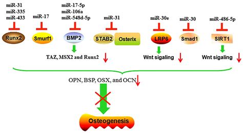 Micrornas Regulate Signaling Pathways In Osteogenic Differentiation Of