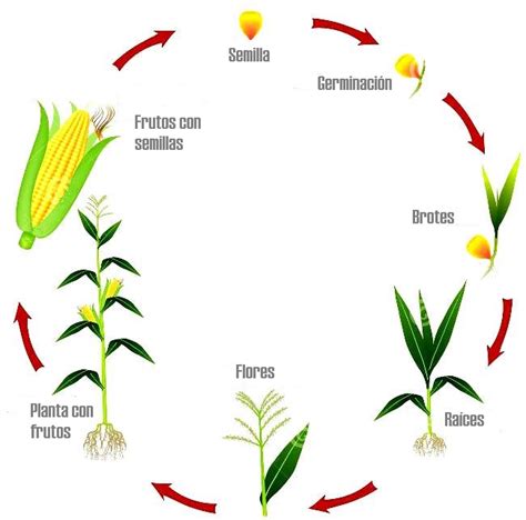 Ciclo de vida del maíz Ciclo de vida