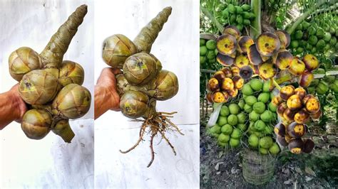 Planting Palm Trees Fruit Onion Boosting Root Growing Fast With 100