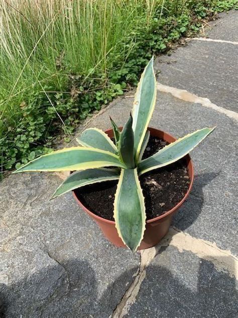 Agave Americana Sehr Sch Ne Kaufen Auf Ricardo