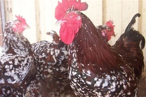 Speckled Sussex — Comps Poultry