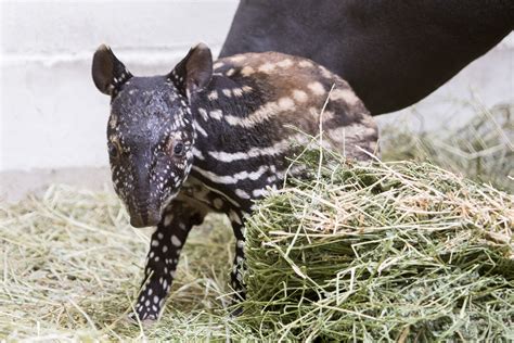 Adorable baby tapir born at Denver Zoo | 9news.com