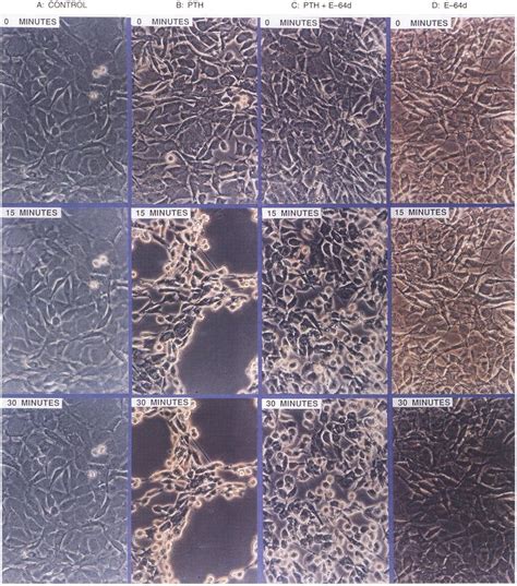 Morphological Response Of MC 3T3 EI Mouse Osteoblastic Cells To