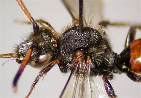 Nomada Fabriciana Female Head Thorax Cliffe Hill Suss Flickr