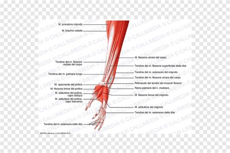 Pulgar Pierna Humana Nervio M Sculo Rodilla Flexor Pollicis Largo Del