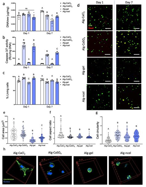 MSC Viability Metabolic Activity And Cell Substrate Interaction