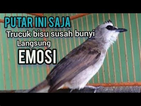 Pancingan Trucukan Agar Bunyi Menjadikan Burung Trucukan Bisu Ombyokan