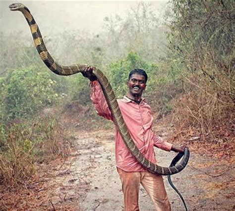 Indian King Cobra Snake Pictures