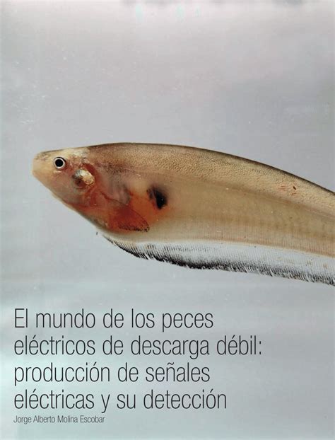 PDF El mundo de los peces eléctricos de descarga débil Producción de