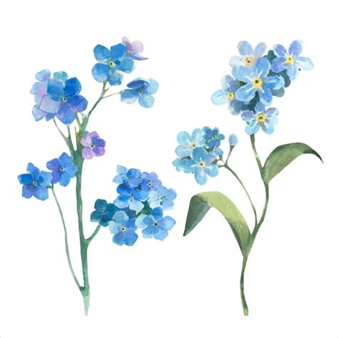 Premium Vector Watercolor Vector Floral Illustration Spring Flowers Forget Me Not Field Flowers