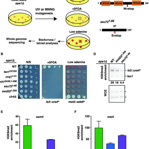 Model Showing Facultative Heterochromatin Assembly And Gene Silencing