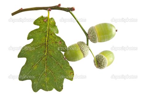 Oak Leaf With Acorn Stock Photo By Labrador 30082845