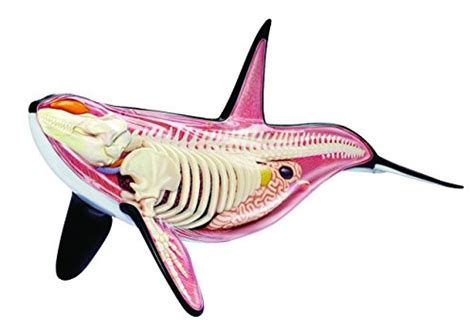 Orca Anatomy Model