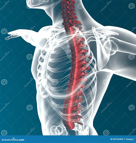 Human Body Spine Anatomy Stock Illustration - Image: 50135465