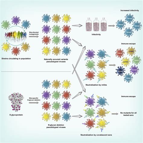 The Impact Of Mutations In Sars Cov 2 Spike On Viral Infectivity And Antigenicity Abstract