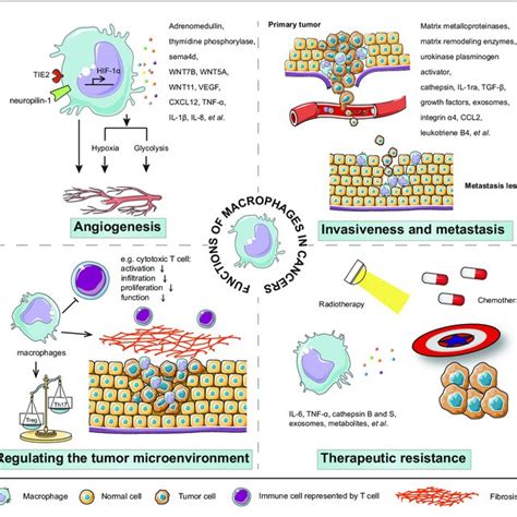 Pdf Targeting Macrophages In Cancer Immunotherapy