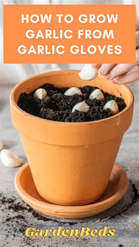 How To Grow Garlic In Pots The Best Method And Tips For Success Artofit