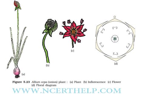 Morphology Of Flowering Plants Class 11 Notes Download In Pdf