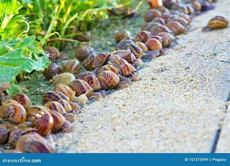 Snail Farming Business Stock Image Image Of Agro Macro 157373599