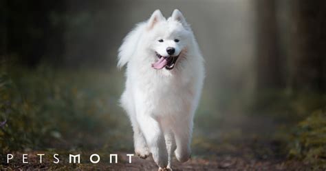 Samoyed Dog Temperament: What You Should Know – Petsmont