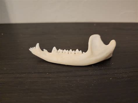 Didelphis Virginiana Opossum Skull Jaw Mandible ONLY Etsy