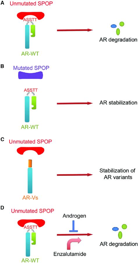 Models Depicting Spop Mediated Degradation Of Ar In Physiological And