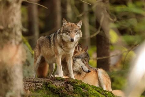 The 10 Largest Wolves in the World - A-Z Animals