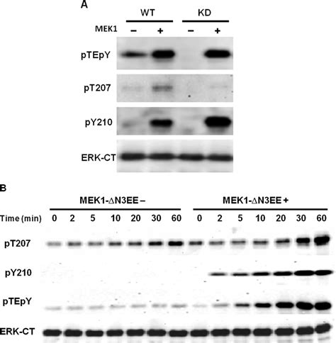 Regulatory Roles Of Conserved Phosphorylation Sites In The Activation T