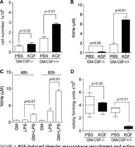 Keratinocyte Growth Factor Augments Pulmonary Innate Immunity Through