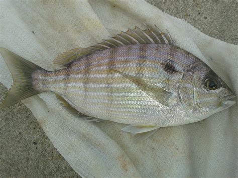 Pinfish Lagodon Rhomboides Delaware Surf